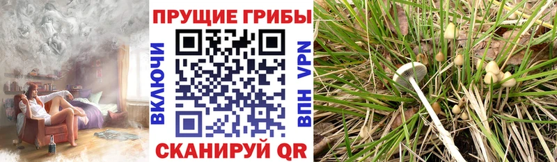 купить   Майский  blacksprut маркетплейс  Галлюциногенные грибы мицелий 